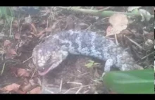 Australijski potwór - Blue-tongued lizard