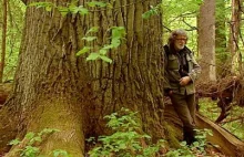 Czytanie puszczy - o najnaturalniejszym lesie Europy