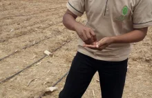 Tanzania - kukurydza GMO odporna na suszę w fazie testów [ENG]