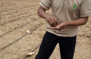 Tanzania - kukurydza GMO odporna na suszę w fazie testów [ENG]