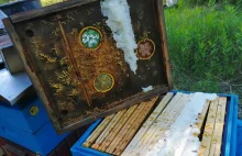 250 tys. pszczół zabitych pod Serockiem. Ktoś wpuścił piankę budowlaną