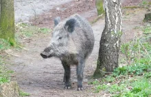 Gdańsk - Uwaga, nie dokarmiać dzików!