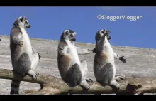 Lemury grzeją sobie brzuszki (｡◕‿‿◕｡)
