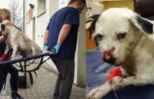 W Olsztynie ktoś wyrzucił z samochodu chorego na raka psa