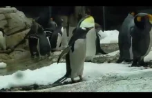 Crazy Penguins