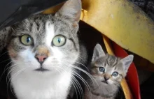 LESKO24.PL: Nadzwyczajna sesja w sprawie bezpańskich kotów (FILM