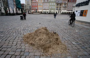 Ogromne kupy słonia w centrum Poznania. WTF?