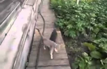 Chihuahua przynosi kota do domu