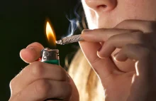 Macierewicz i Kaczyński zainteresowani legalizacją medycznej marihuany.