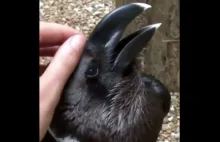 Ptak czy królik? Złudzenie optyczne, które podzieliło internautów