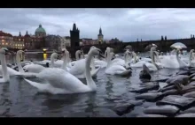 Gniewne łabędzie i maleńkie nutrie