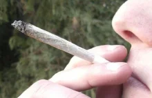 PO: marihuana "Uzależnia, powoduje choroby"