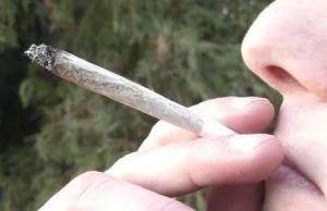 PO: marihuana "Uzależnia, powoduje choroby"