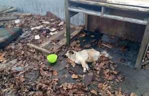 Konała z głodu uwiązana na łańcuchu. Najprawdopodobniej przez kilka tygodni.