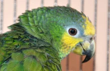 parrotsvideo