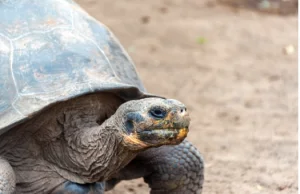 100-letni żółw Diego spłodził na starość 800 żółwiątek i uratował swój gatunek