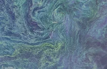 Zakwit sinic na Bałtyku - niezwykłe ujęcia z satelity