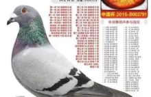 Najdroższy gołąb pocztowy na świecie | Gołębie Pocztowe
