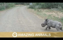 mały nosorożec straszy samochód
