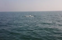 Wieloryb w Bałtyku. "Myśleliśmy, że to łódź podwodna".