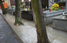 Absurd w Bochni. Drzewa na cmentarzu... zalali betonem [ZDJĘCIA]