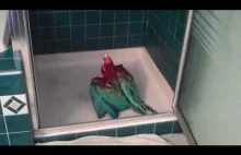 Papugi biorą prysznic