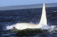 Wyjątkowa, jedyna dorosła biała orka widziana na wolności.