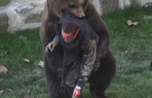 Niedźwiedź o mały figiel nie zabił turysty w Bieszczadach