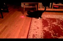 Kot z laserem na głowie