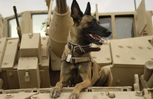 Pies ocalił brytyjskich komandosów którzy wpadli w zasadzkę ISIS