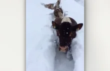 Z wymionami przez śnieg. Zima zaskoczyła krowy