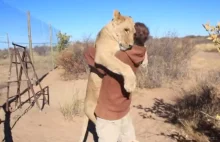 To dopiero kociak! Valentin Gruener opiekuje się 3-letnią lwicą. Niezwykły film!
