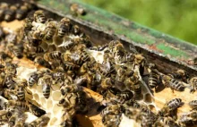 Pszczoły sparaliżowały centrum Leeds.