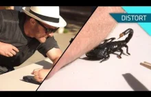 Jak skorpion wbija żądło w rękę człowieka. Również w zwolnionym tempie.