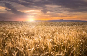 Jak wyglądałby świat bez GMO? Sporo byśmy utracili