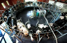 Resort rolnictwa przygotował przepisy dot. umarzania kar za nadprodukcję mleka