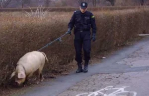 Dlaczego więcej nie zgłoszę policji znalezienia dokumentów...