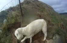 Na ratunek owieczce