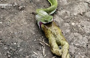 Wąż rezygnuje z ogromnej żaby