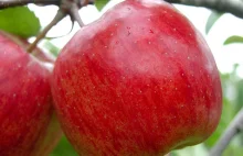 Dwa jabłka dziennie obniżają poziom cholesterolu