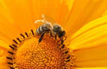Światowy Dzień Pszczół. Dlaczego warto dbać o pszczoły?