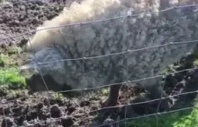 Kobieta filmuje farmę świń, które wyglądają jak owce
