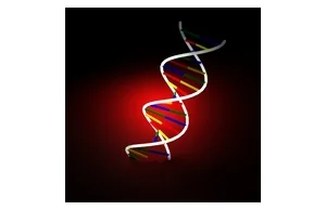 Poznano nowy model naprawy DNA