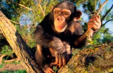 Koniec badań na szympansach? USA wprowadza moratorium