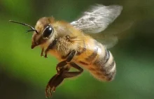Neonikotynoidy szkodliwe nie tylko dla pszczół.Nie są także bezpieczne dla ludzi