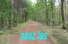 Piękny polski las...