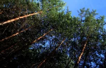 Las jest źródłem czystej energii