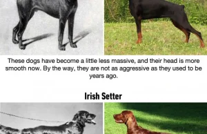 Jak rasy psów zmieniały się na przestrzeni lat