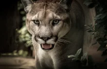 Biegacz zaatakowany przez pumę! Puma nie żyje