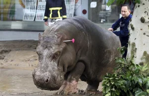 Tbilisi: Powódź, 9 ofiar, dzikie zwierzęta na ulicach